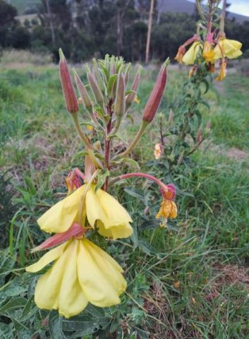 Oenethera biennis buds